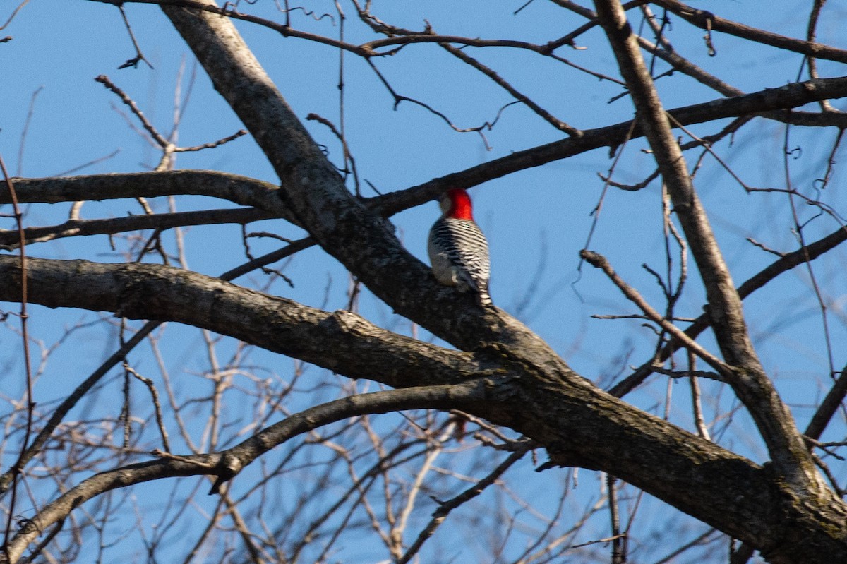 Red-bellied Woodpecker - ML404700421
