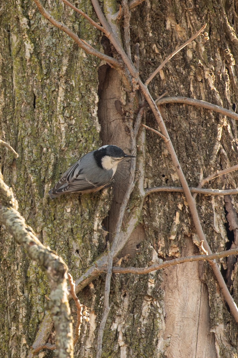 White-breasted Nuthatch - ML404700501