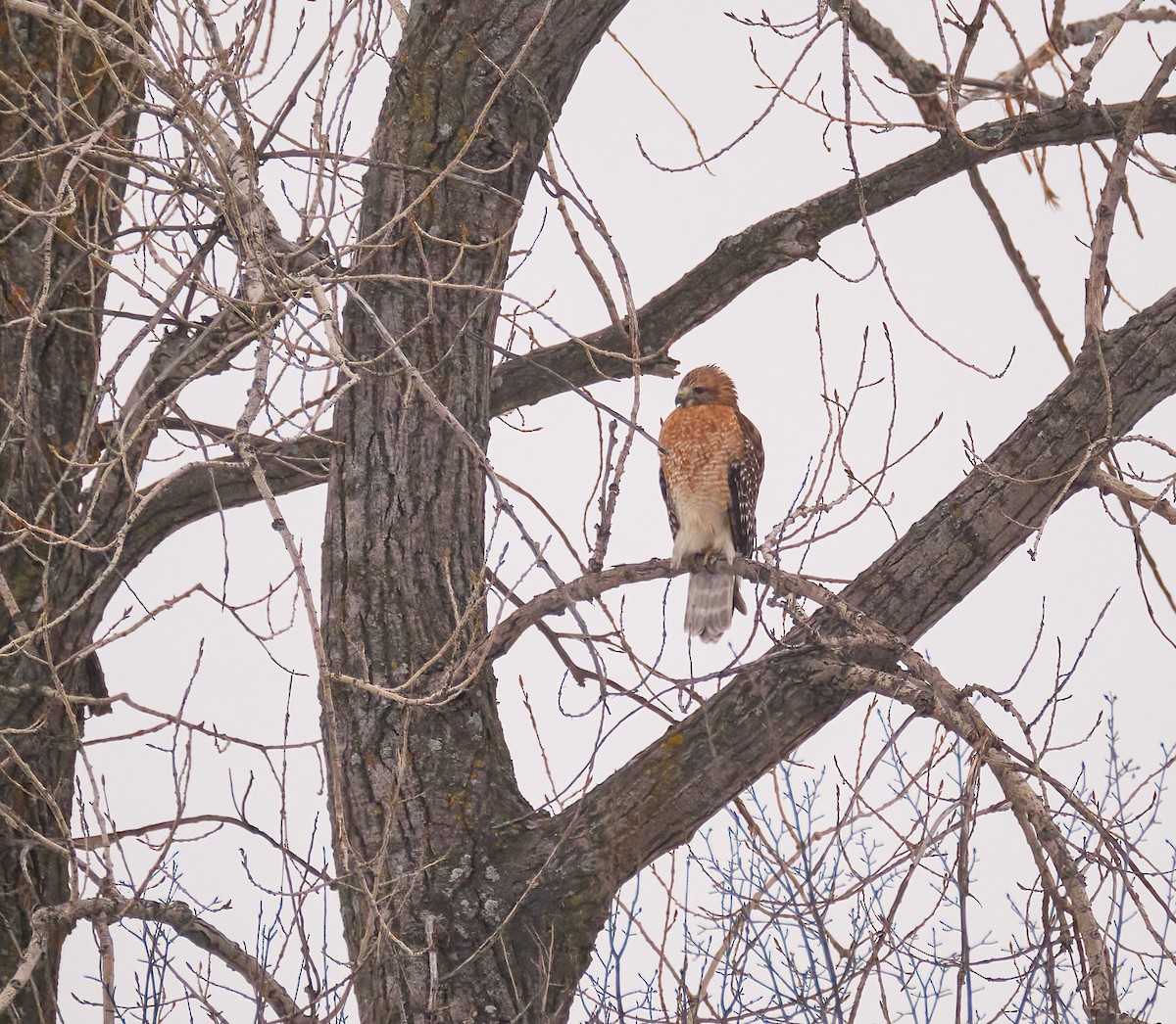 Red-shouldered Hawk - ML404701001