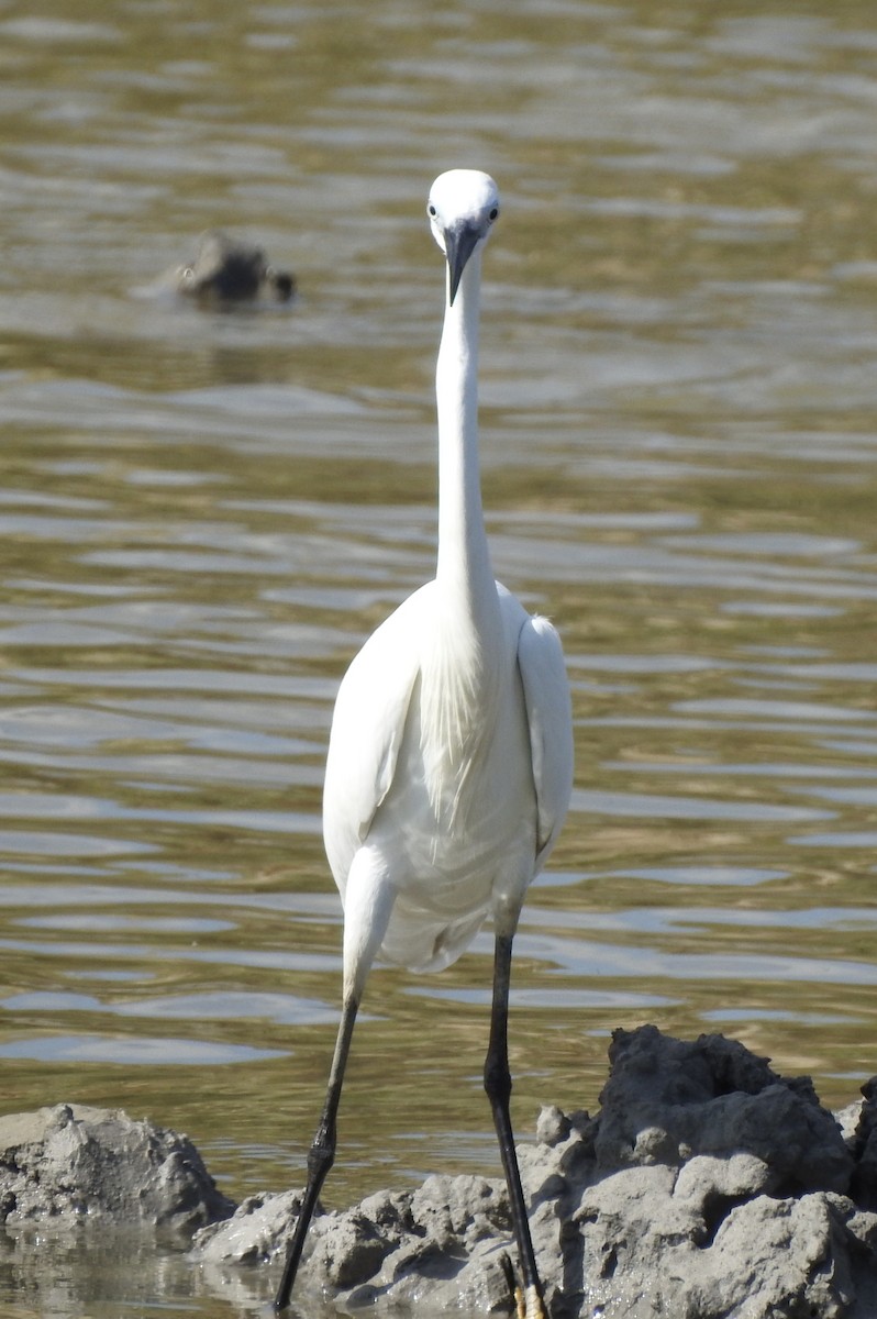 Little Egret - ML404701031