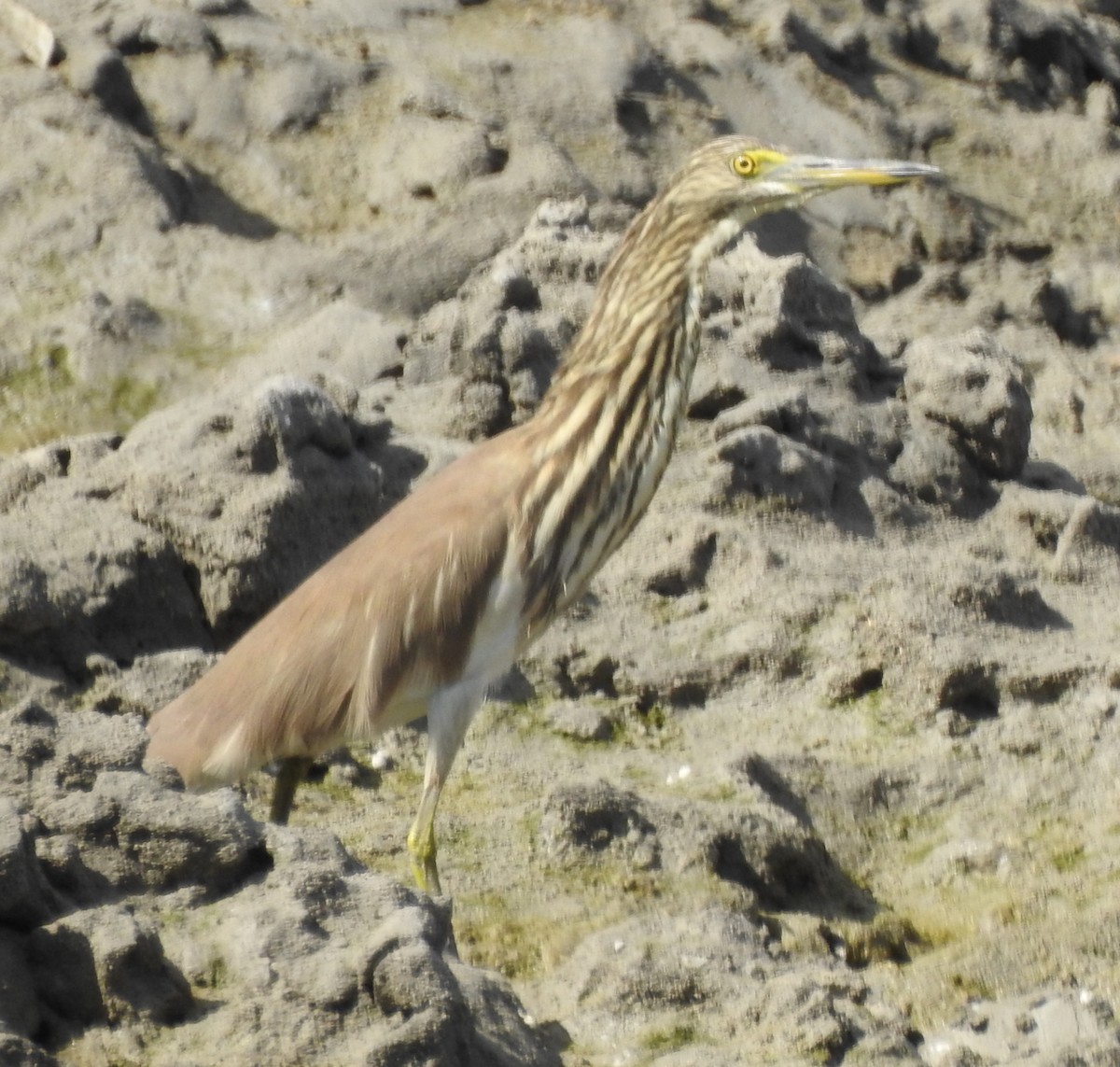 Indian Pond-Heron - ML404701461