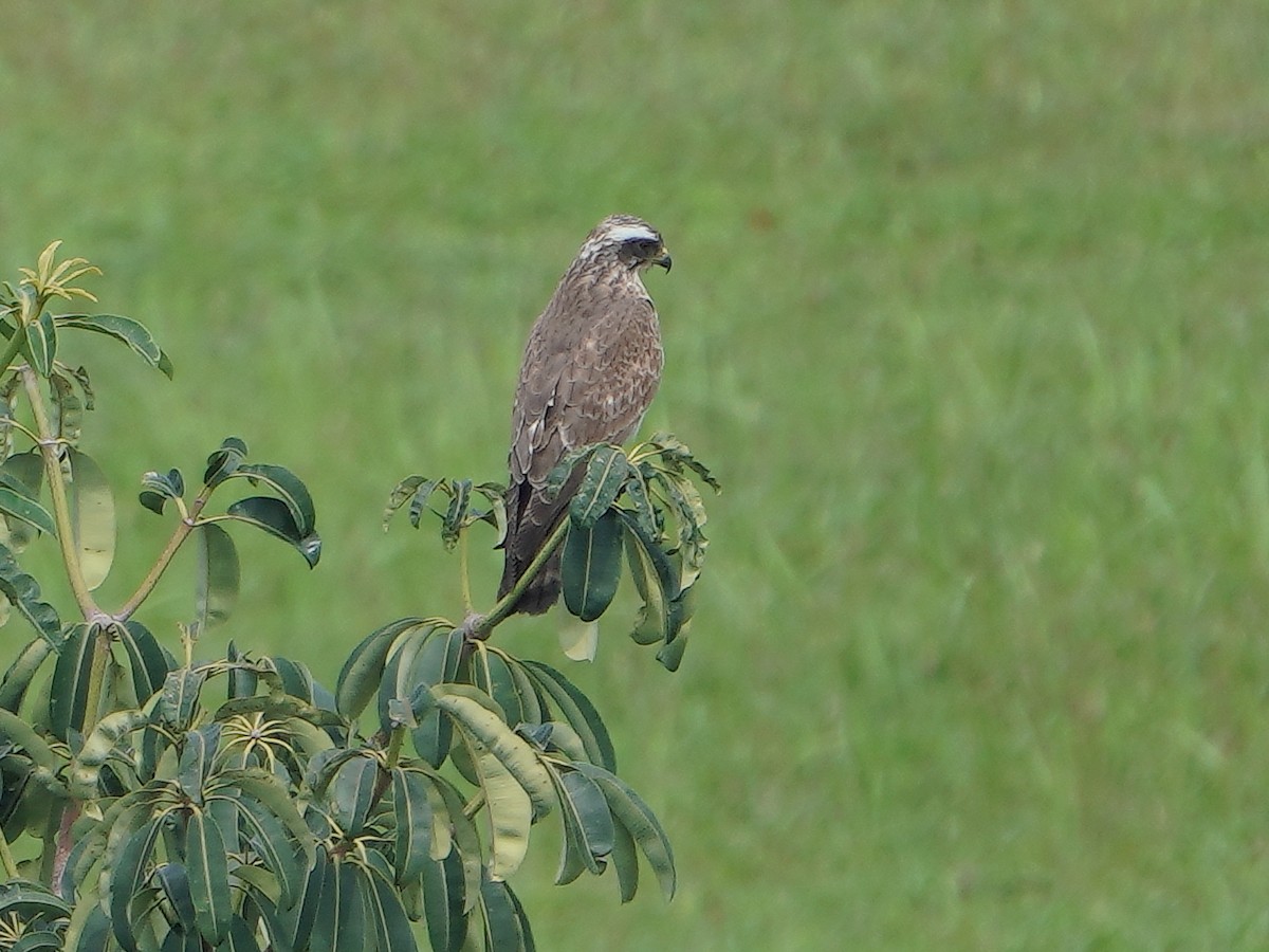 Gray-faced Buzzard - ML404701711