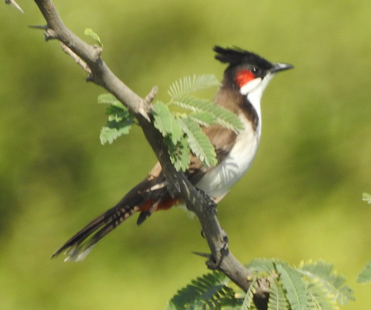 Bulbul masailgorria - ML404702011