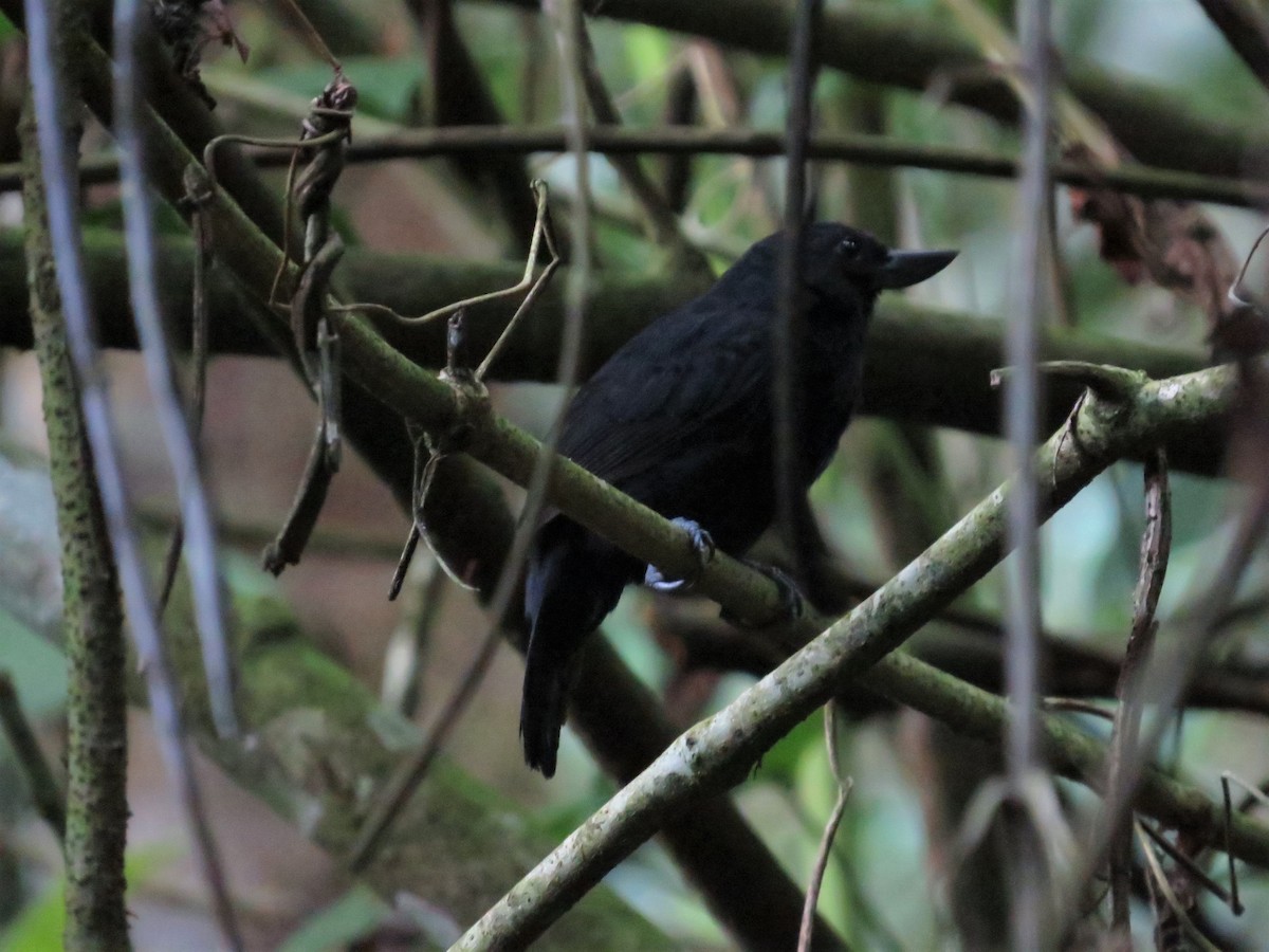 Recurve-billed Bushbird - ML404702181