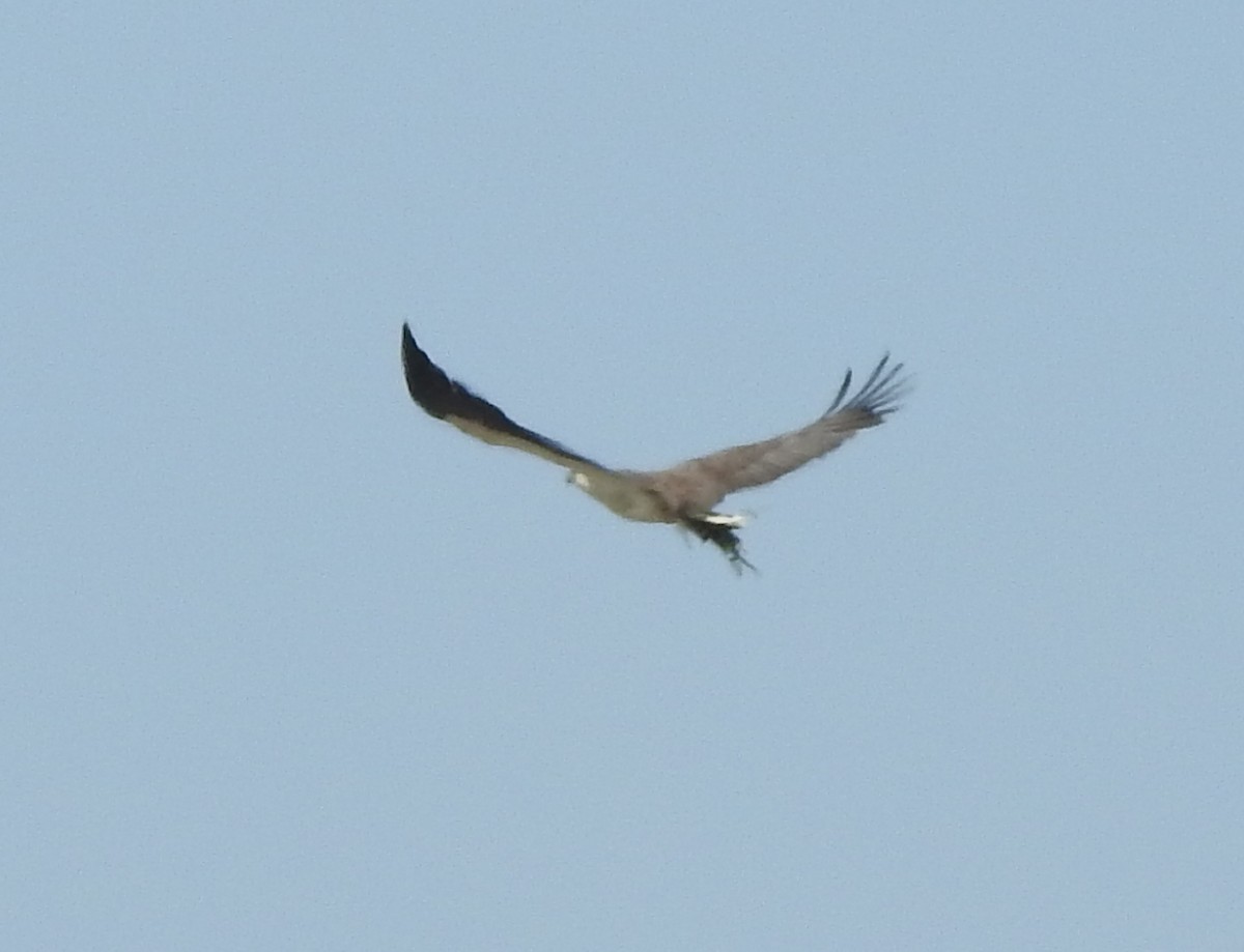 White-bellied Sea-Eagle - ML404702721