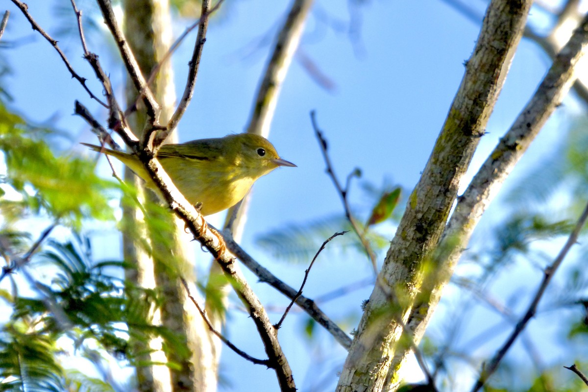 Yellow Warbler (Northern) - ML404703751