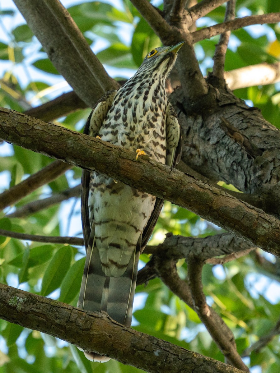 Large Hawk-Cuckoo - VY Ozdinosaur