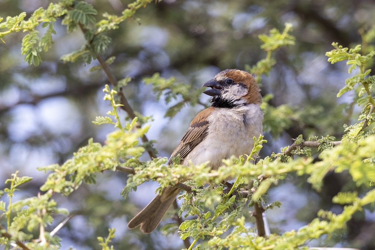 Great Rufous Sparrow - Niall D Perrins
