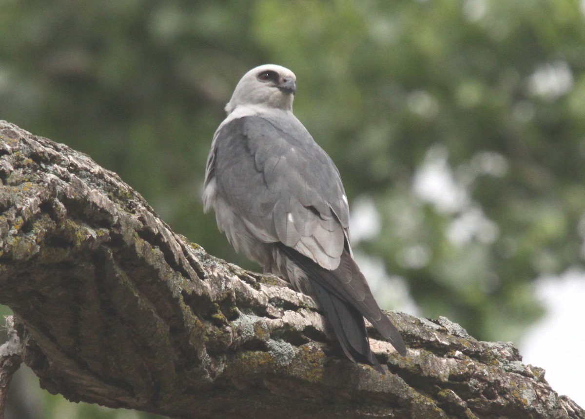 Mississippi Kite - ML404709491