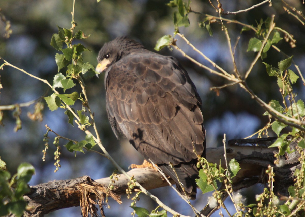 Common Black Hawk - ML404710171