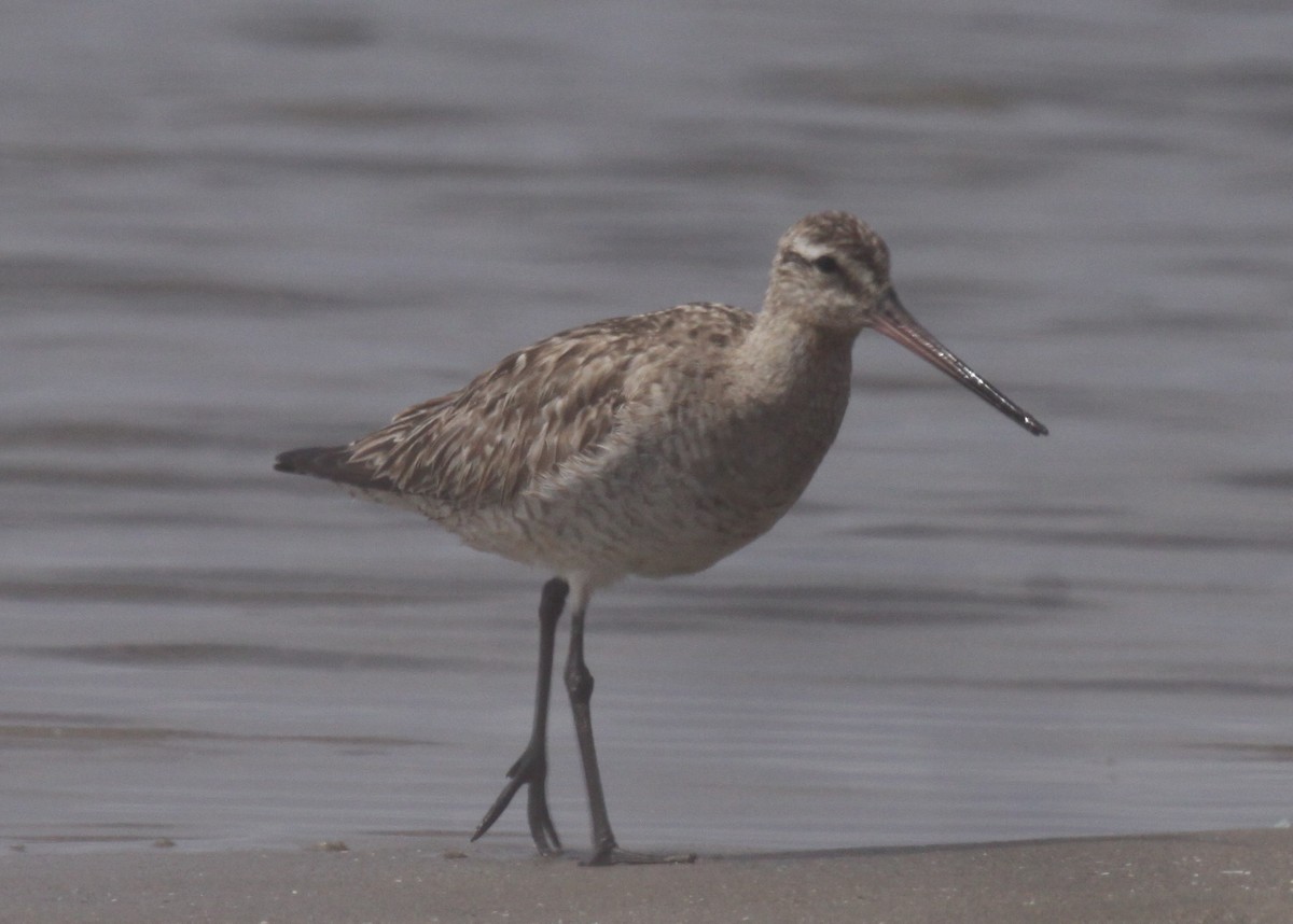 Bar-tailed Godwit - ML404710321