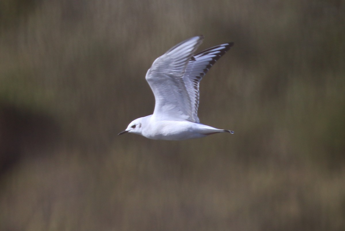 Mouette de Bonaparte - ML40471161