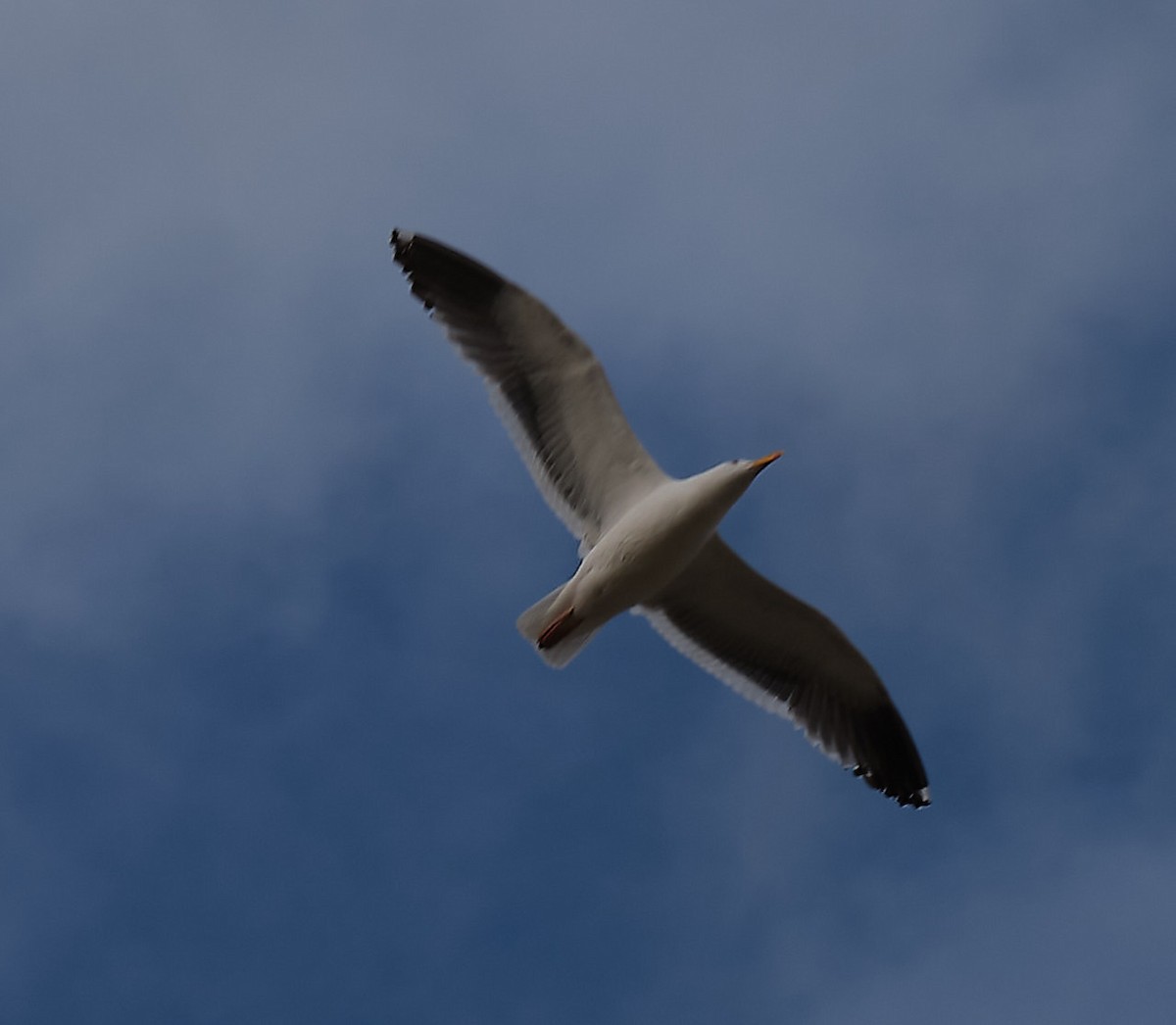 Western Gull - ML404712461