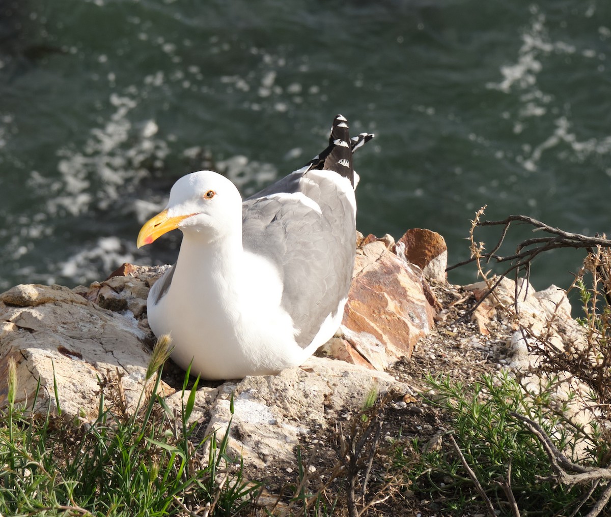 Gaviota Occidental - ML404712511