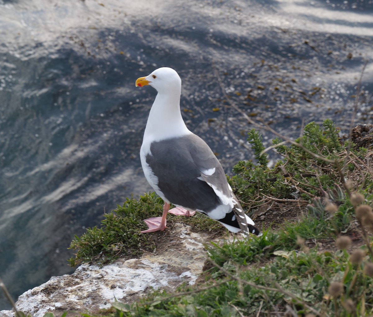 Western Gull - Beata Milhano