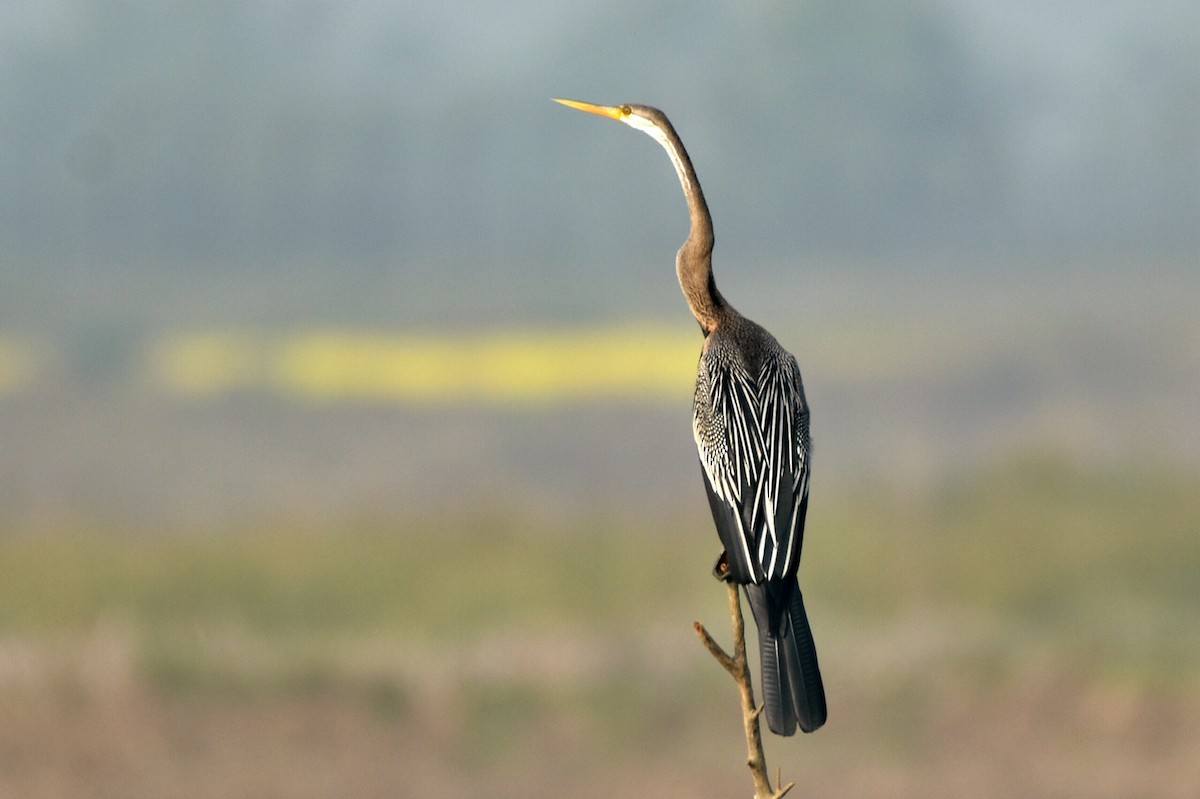 Oriental Darter - ML404712551