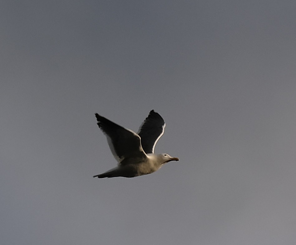 Western Gull - ML404712571