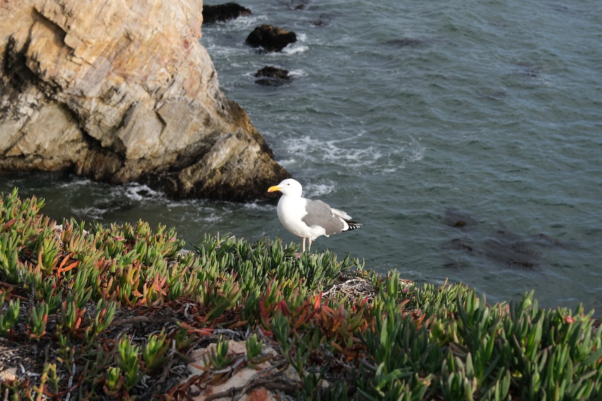 Western Gull - Beata Milhano