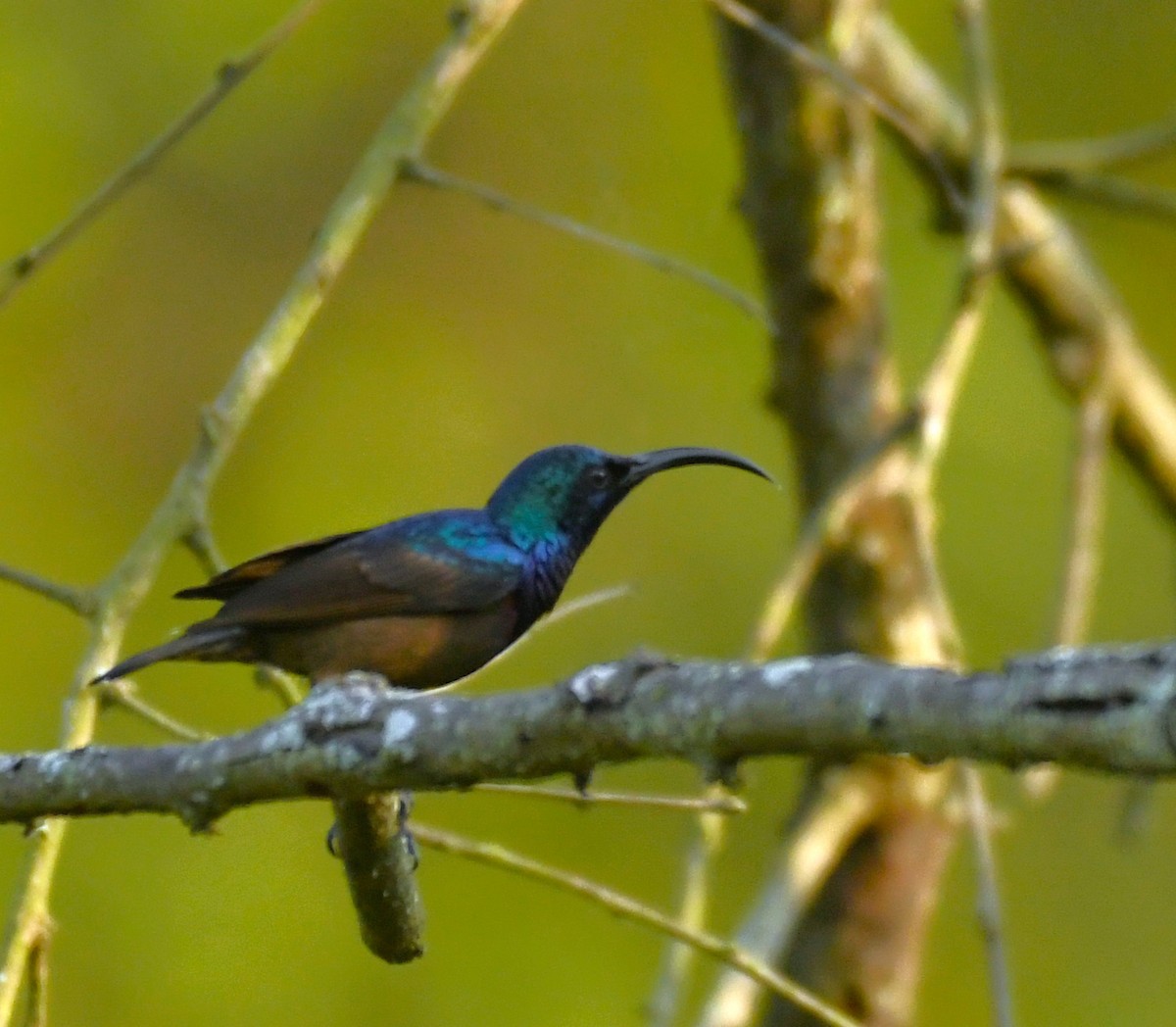 Loten's Sunbird - ML404712681