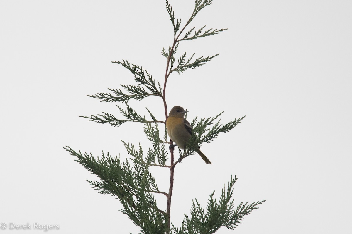 Oriole de Baltimore - ML40471461