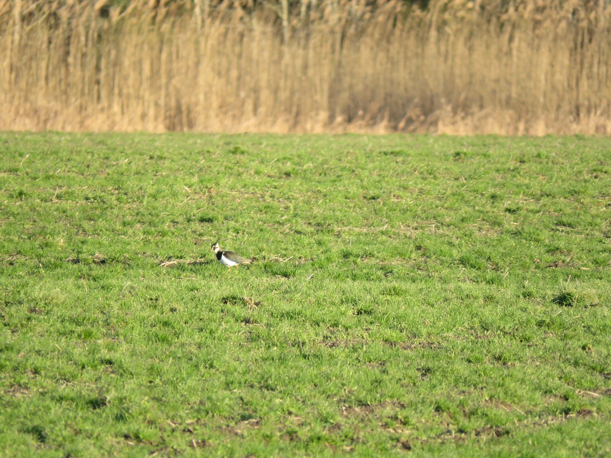 Northern Lapwing - Robert Wood