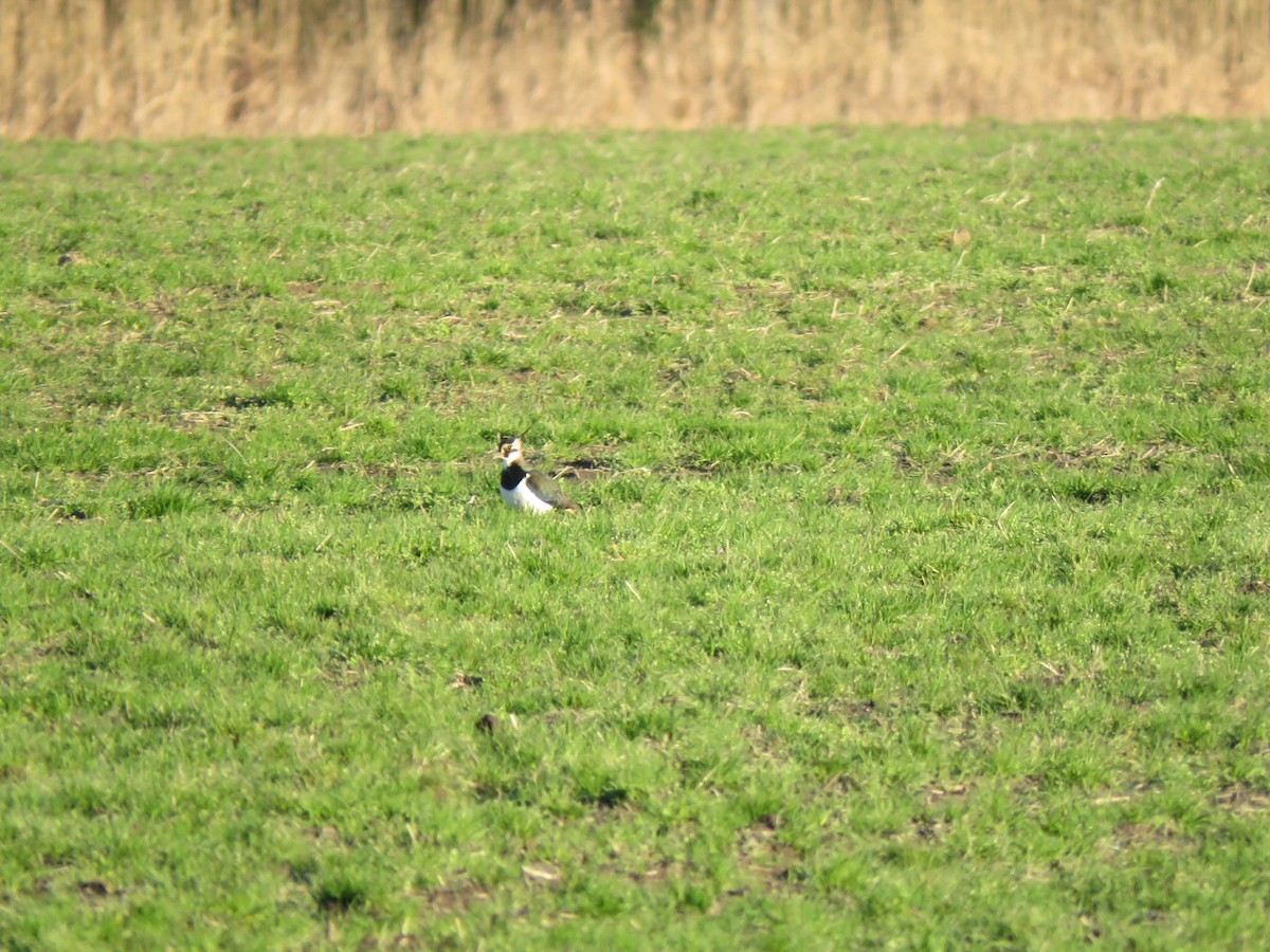 Northern Lapwing - Robert Wood