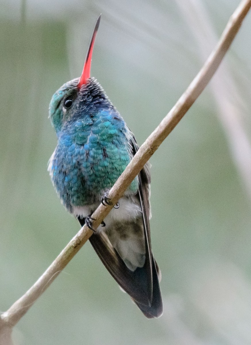 Broad-billed Hummingbird - ML404715551
