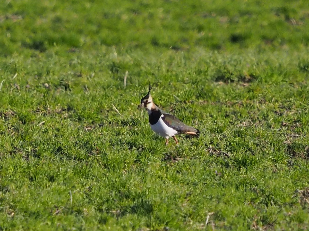 Northern Lapwing - Clay Gibbons