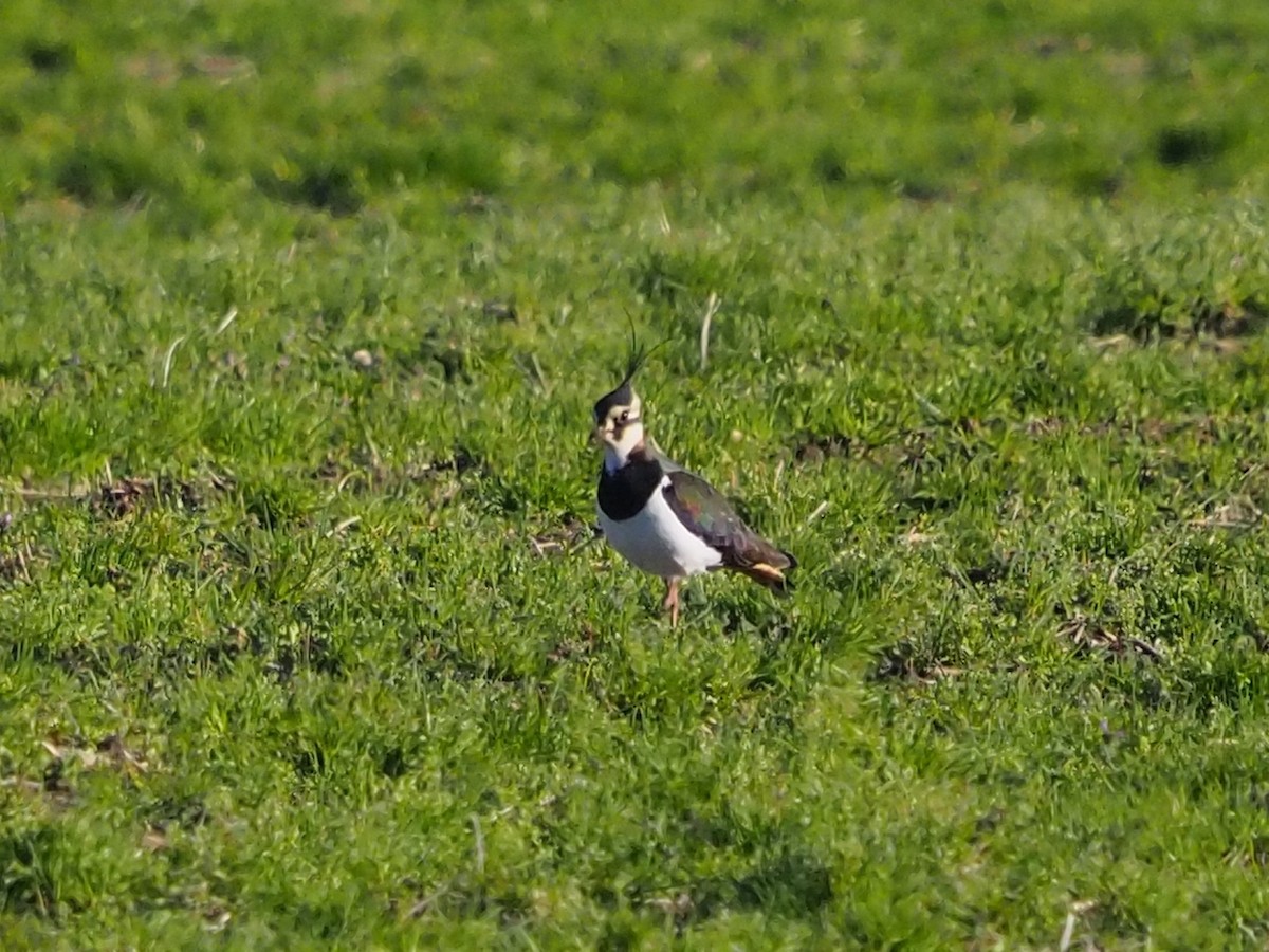 Northern Lapwing - Clay Gibbons