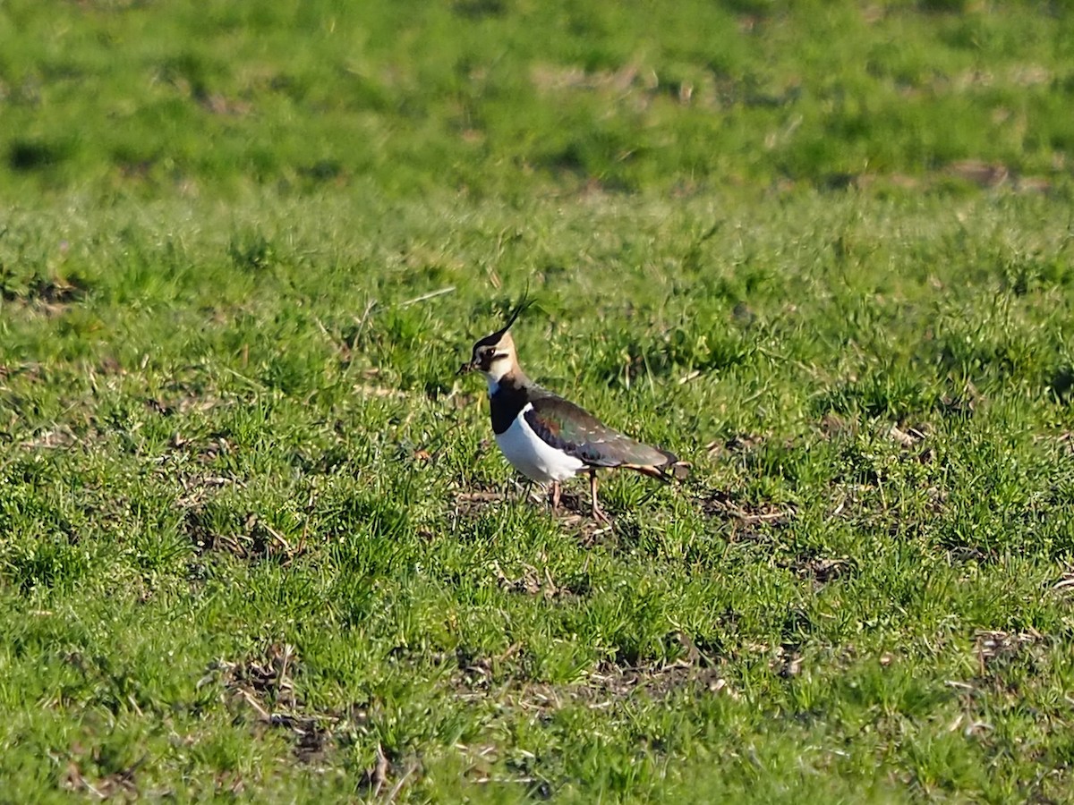 Northern Lapwing - Clay Gibbons