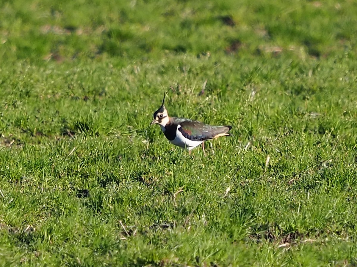 Northern Lapwing - Clay Gibbons