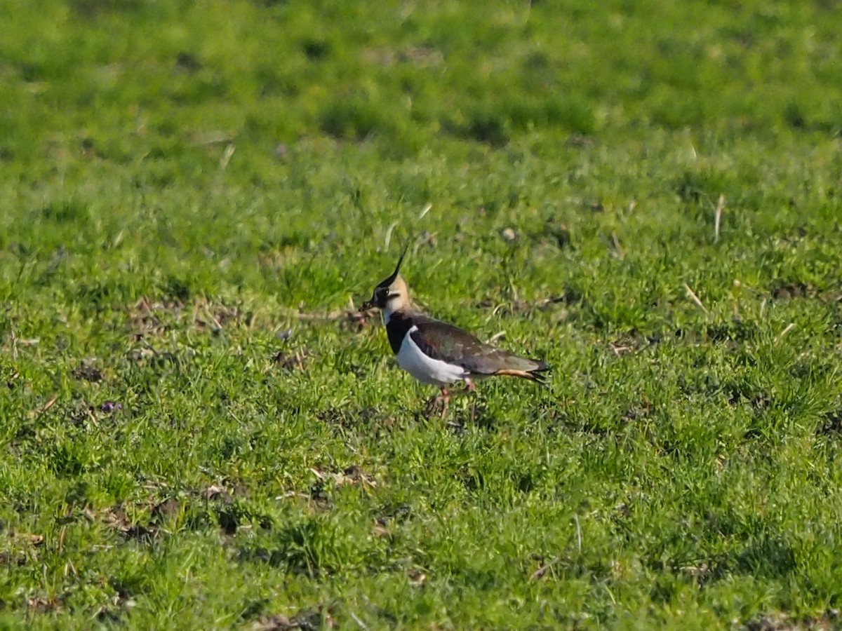 Northern Lapwing - ML404716381