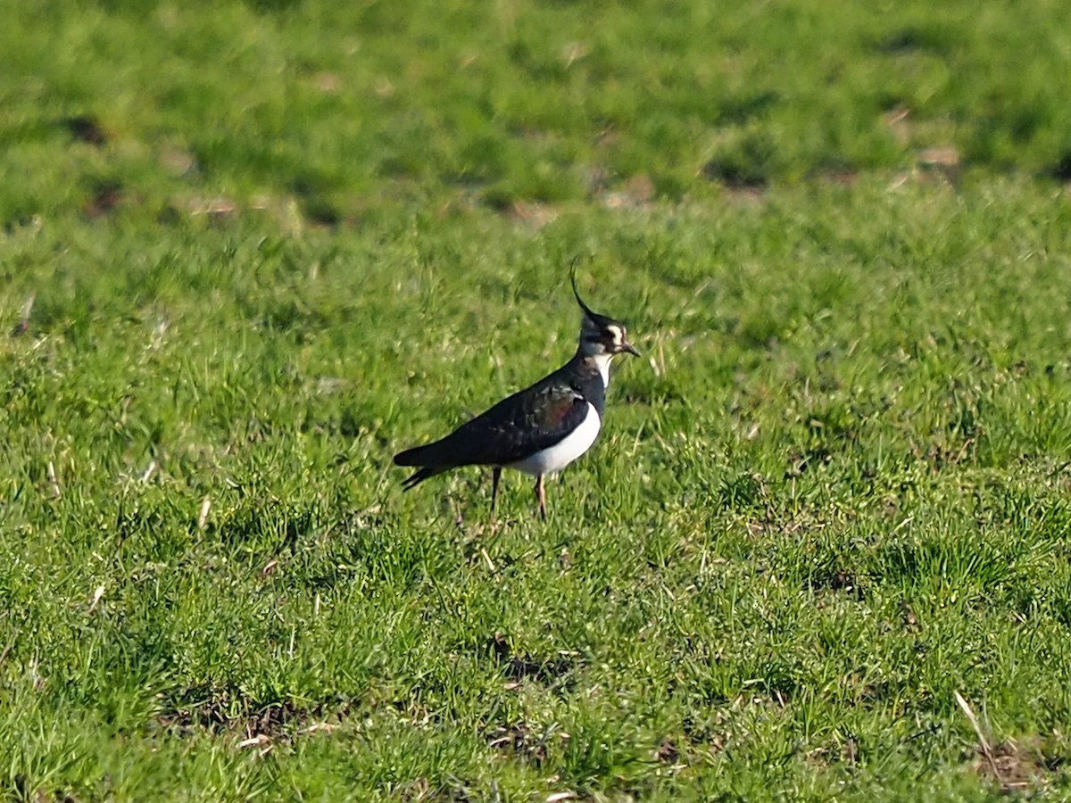 Northern Lapwing - Clay Gibbons