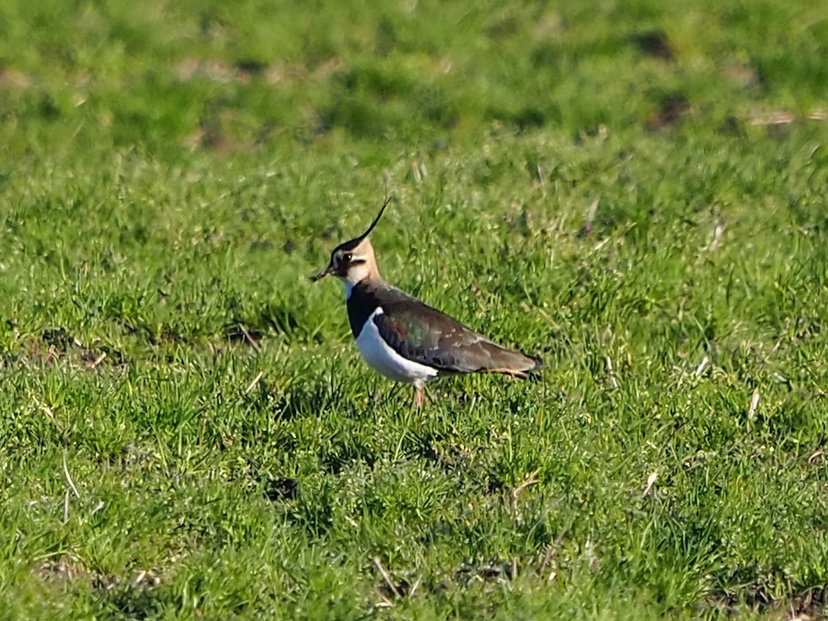 Northern Lapwing - Clay Gibbons