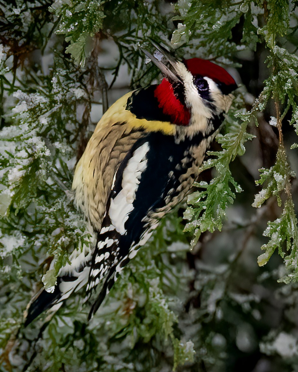 Yellow-bellied Sapsucker - ML404716871