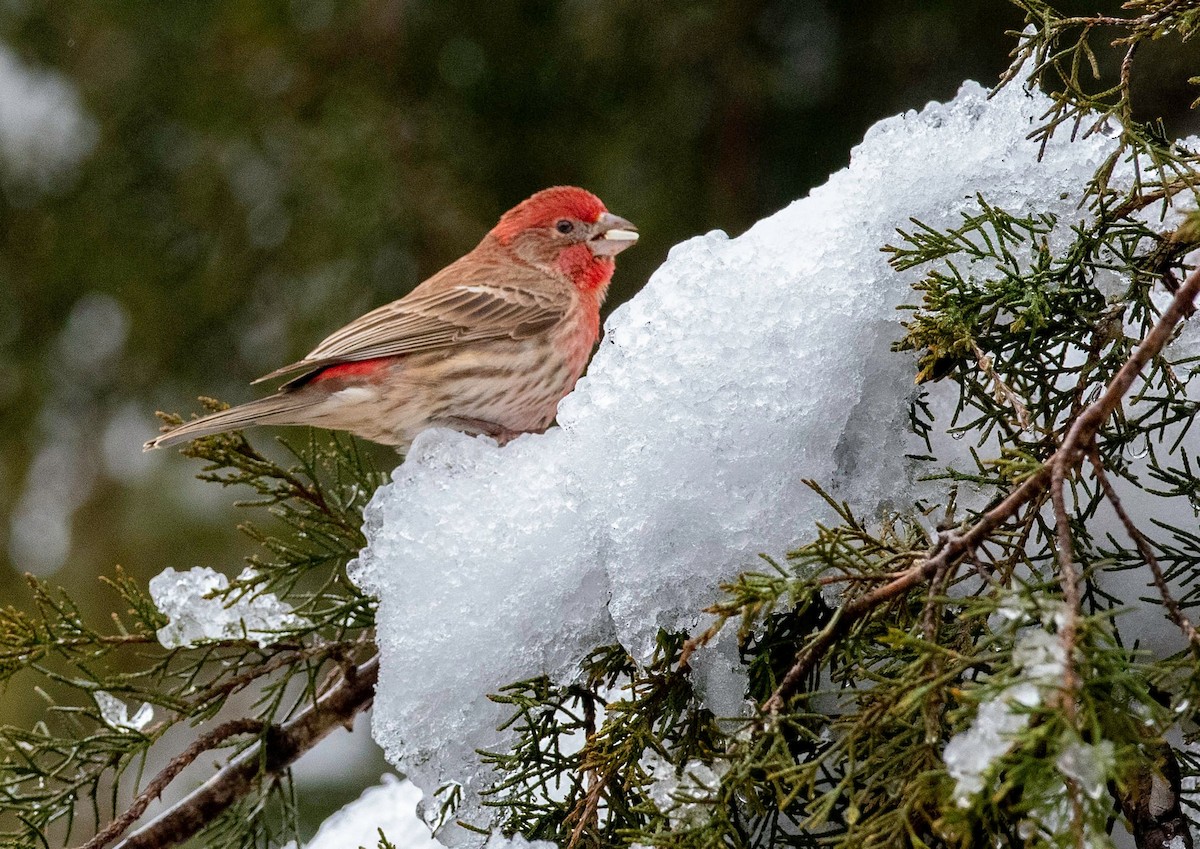 House Finch - Stan Kaslusky