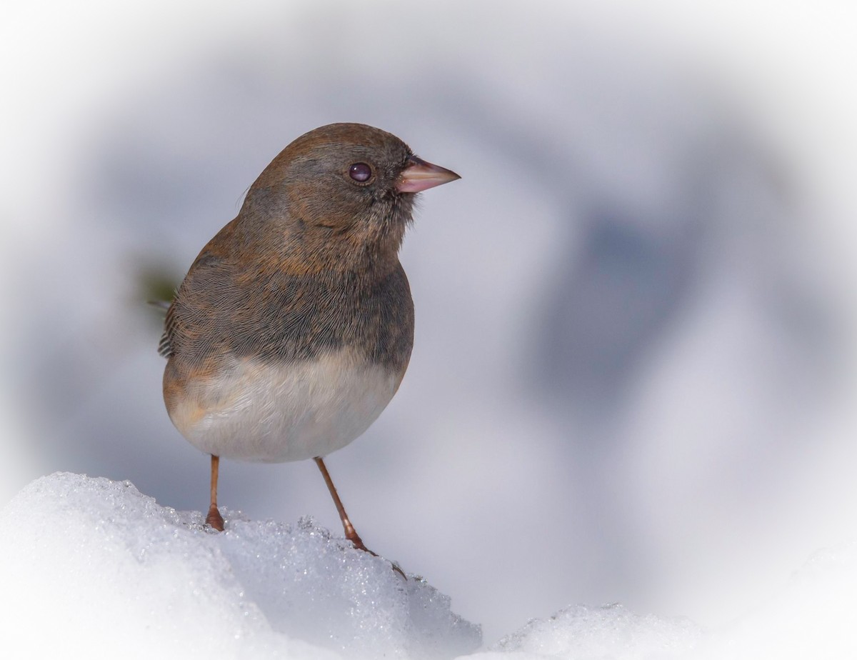 Dark-eyed Junco - ML404717001