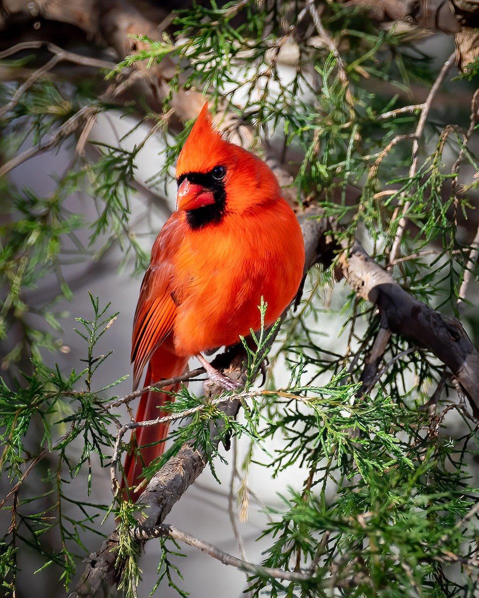 Northern Cardinal - ML404717031