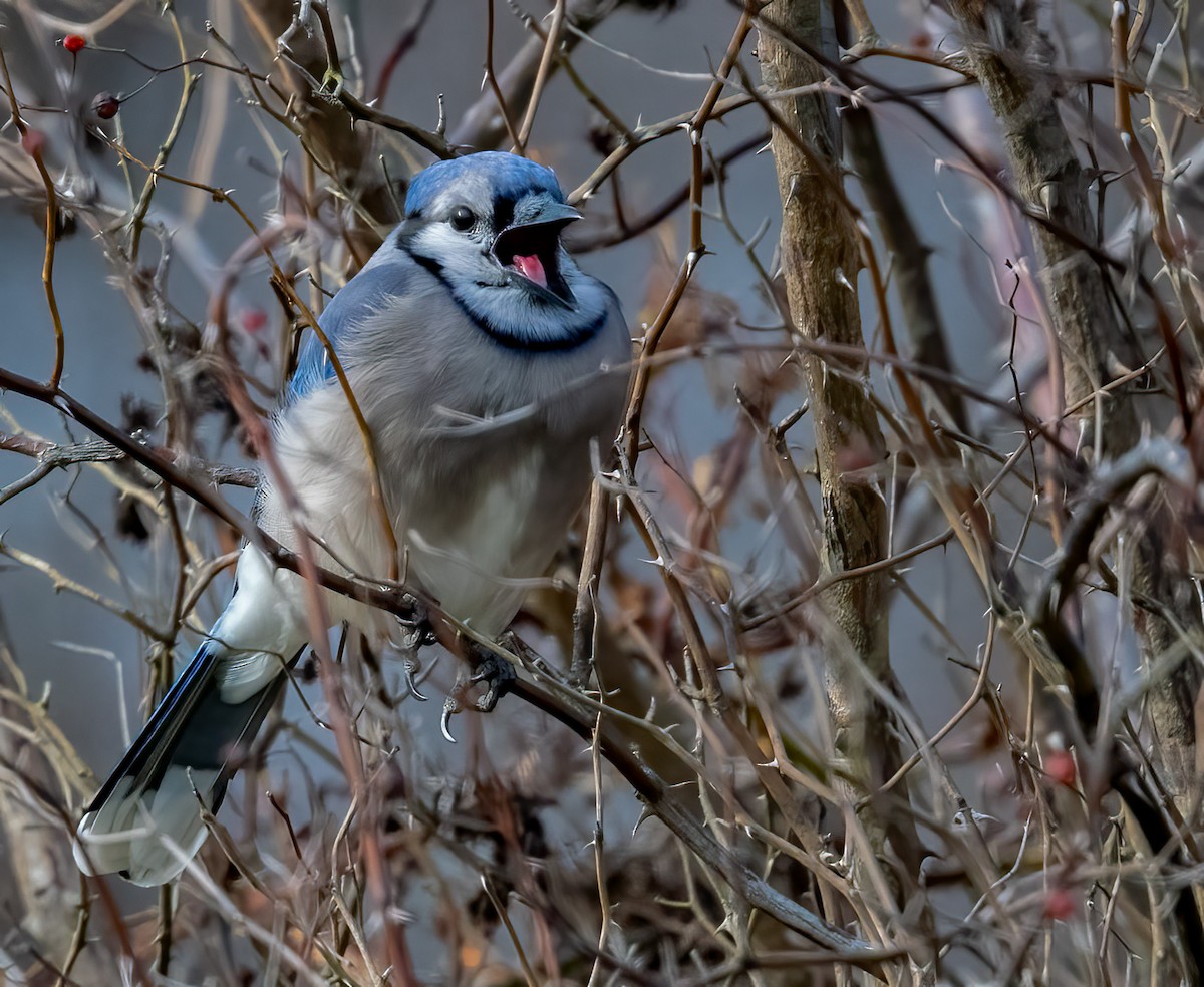 Blue Jay - Stan Kaslusky