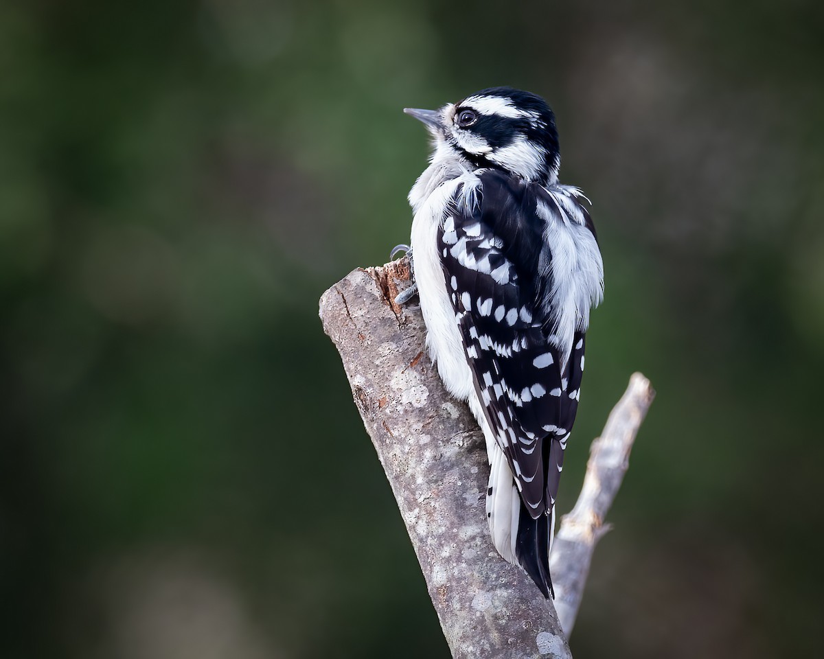 Downy Woodpecker - ML404717181