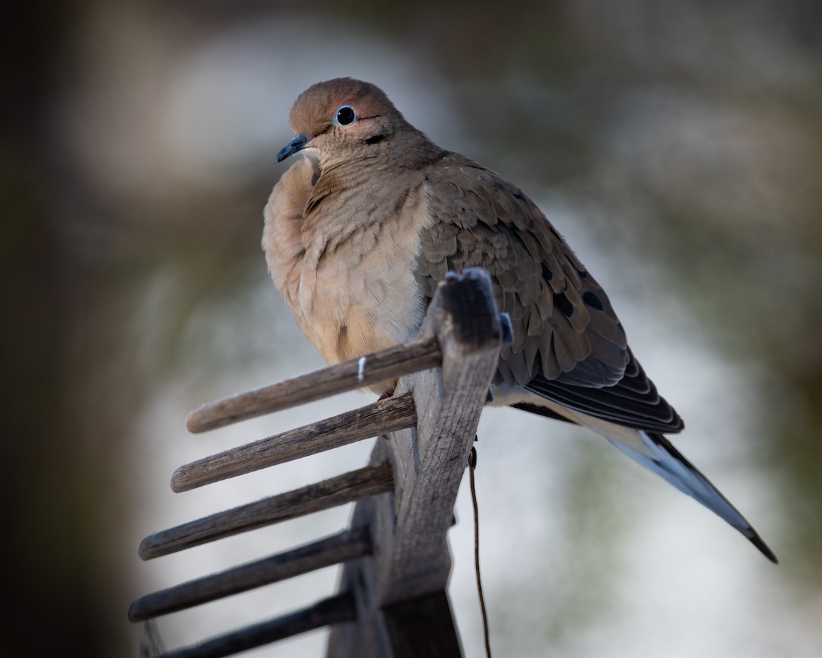 Mourning Dove - Stan Kaslusky