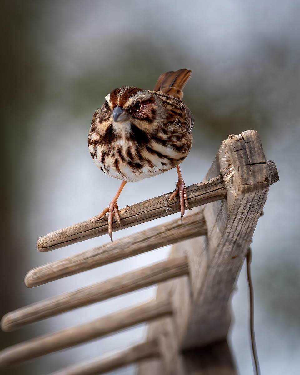 White-throated Sparrow - Stan Kaslusky