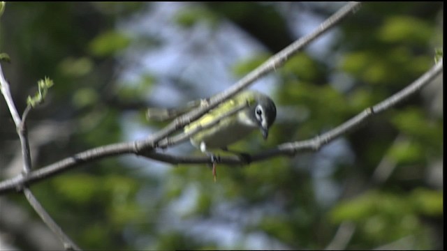 Blue-headed Vireo - ML404718