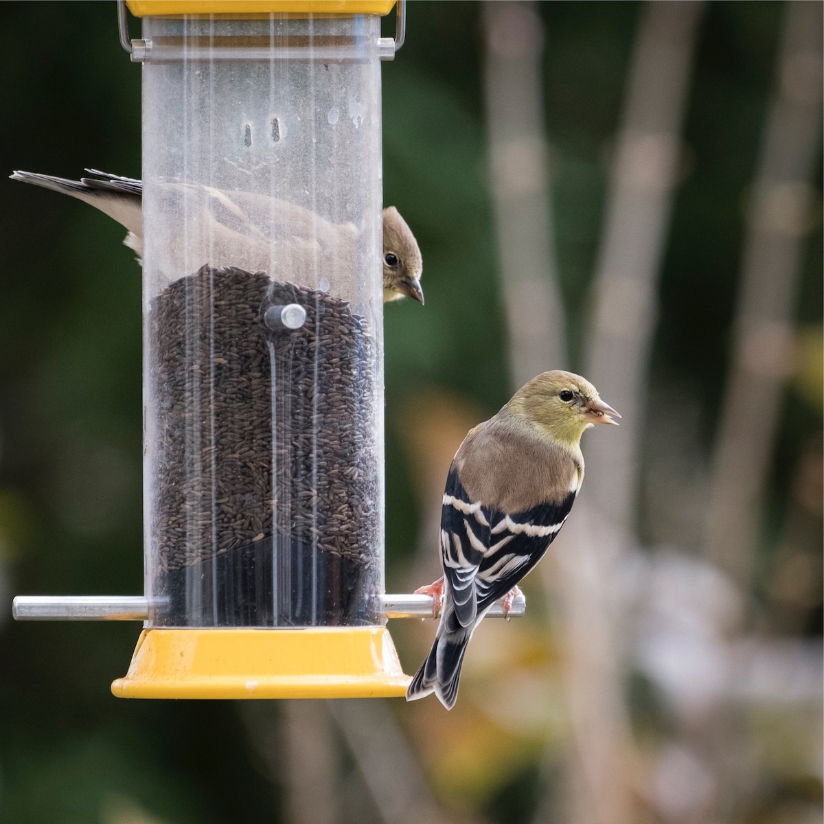 American Goldfinch - kevin brookes