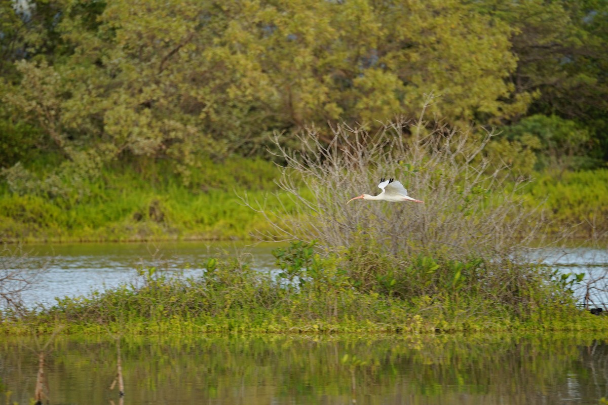 Ibis blanc - ML404718691