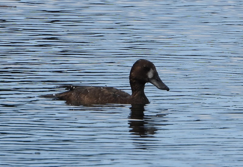 Lesser Scaup - ML404720031