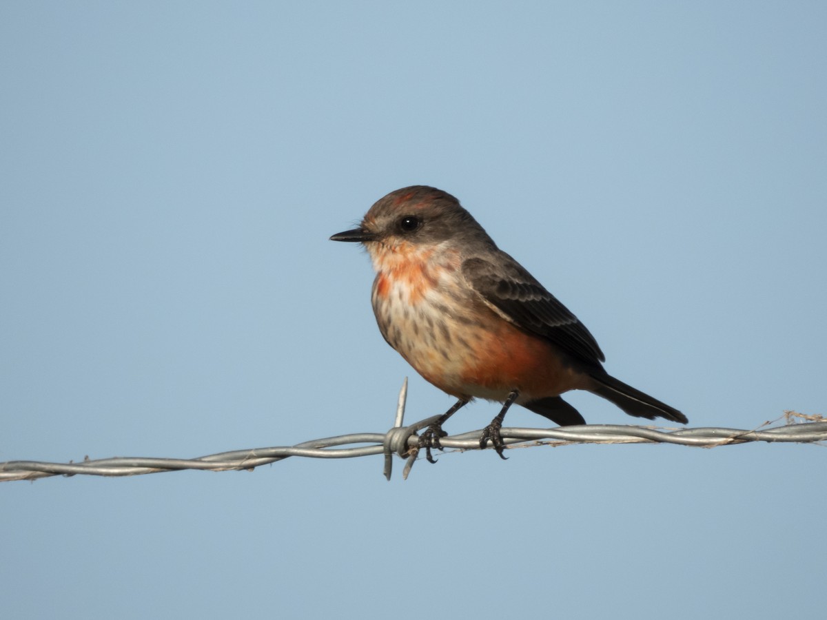 Vermilion Flycatcher - Jack Lefor