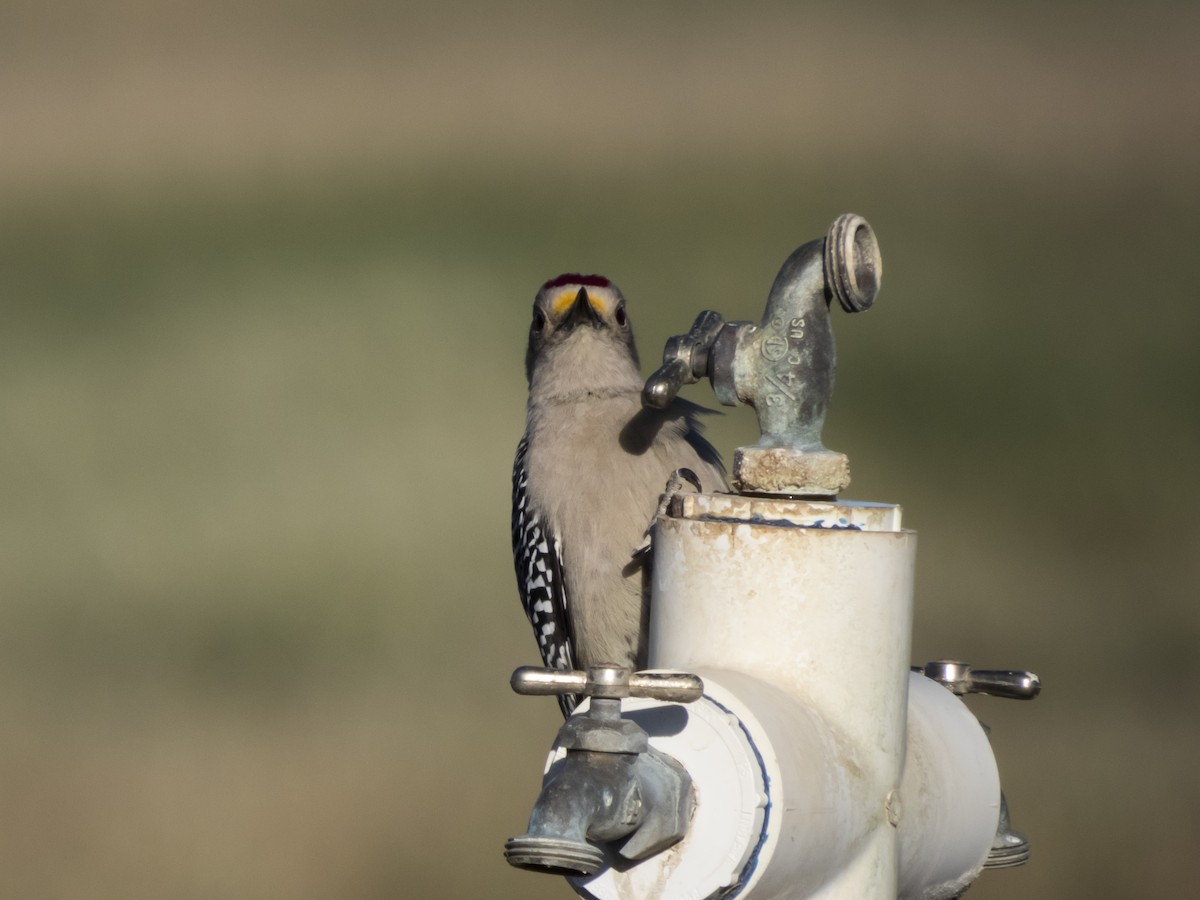 Golden-fronted Woodpecker - ML404721061