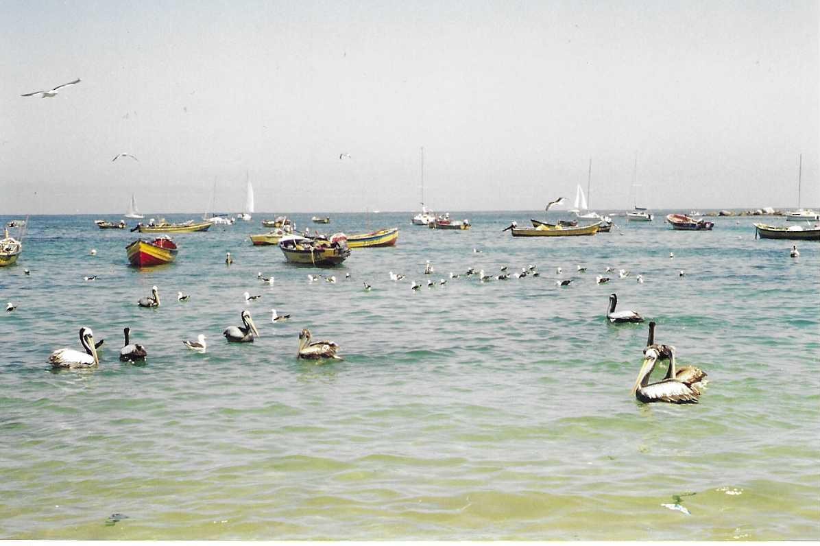 Peruvian Pelican - ML404721091