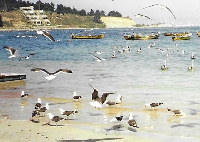 Kelp Gull - ML404721241